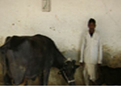 Bamroli-1